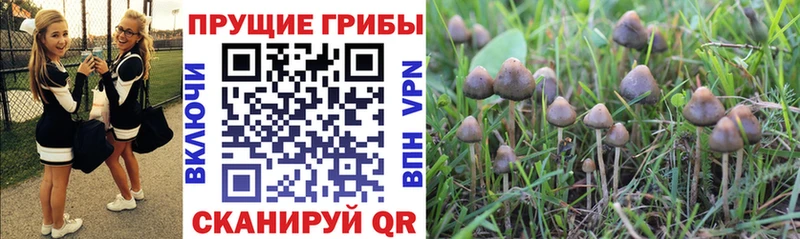 блэк спрут сайт  Шиханы  Галлюциногенные грибы Psilocybe 